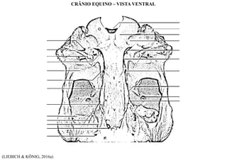 (LIEBICH & KÖNIG, 2016a)
CRÂNIO EQUINO – VISTA VENTRAL
 