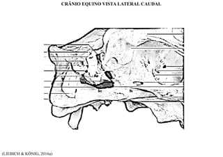 (LIEBICH & KÖNIG, 2016a)
CRÂNIO EQUINO VISTA LATERAL CAUDAL
 