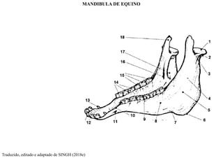 MANDIBULA DE EQUINO
Traduzido, editado e adaptado de SINGH (2018e)
 