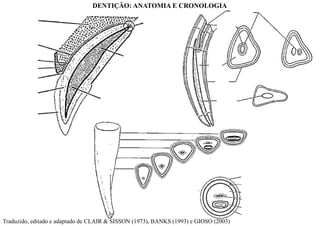 Traduzido, editado e adaptado de CLAIR & SISSON (1973), BANKS (1993) e GIOSO (2003)
DENTIÇÃO: ANATOMIA E CRONOLOGIA
 