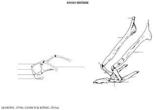 (BARONE, 1976b; LIEBICH & KÖNIG, 2016a)
OSSO HIÓIDE
 