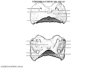 (LIEBICH & KÖNIG, 2016a)
VÉRTEBRAS CERVICAIS: ATLAS
 