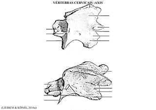 (LIEBICH & KÖNIG, 2016a)
VÉRTEBRAS CERVICAIS :AXIS
 