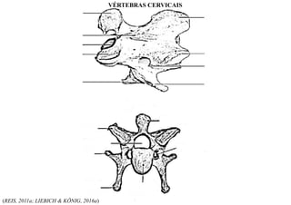 (REIS, 2011a; LIEBICH & KÖNIG, 2016a)
VÉRTEBRAS CERVICAIS
 