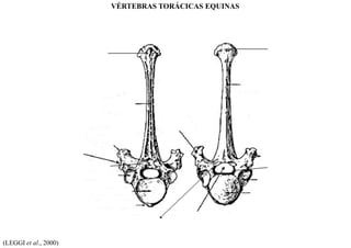 (LEGGI et al., 2000)
VÉRTEBRAS TORÁCICAS EQUINAS
 