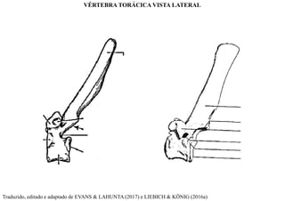 Traduzido, editado e adaptado de EVANS & LAHUNTA (2017) e LIEBICH & KÖNIG (2016a)
VÉRTEBRA TORÁCICA VISTA LATERAL
 
