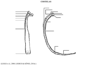 (LEGGI et al., 2000; LIEBICH & KÖNIG, 2016a )
COSTELAS
 