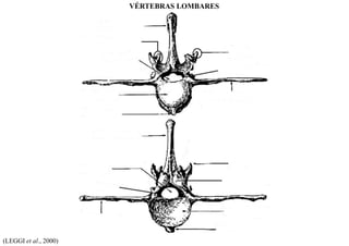(LEGGI et al., 2000)
VÉRTEBRAS LOMBARES
 