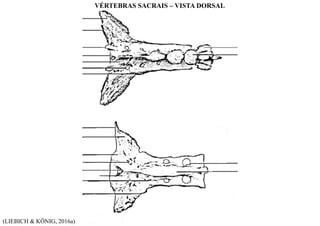 (LIEBICH & KÖNIG, 2016a)
VÉRTEBRAS SACRAIS – VISTA DORSAL
 
