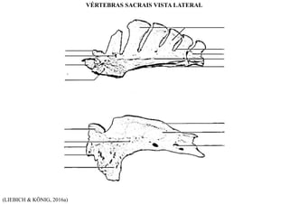 (LIEBICH & KÖNIG, 2016a)
VÉRTEBRAS SACRAIS VISTA LATERAL
 