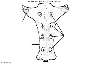 VÉRTEBRA SACRAL VISTA VENTRAL
(REIS, 2011a)
 