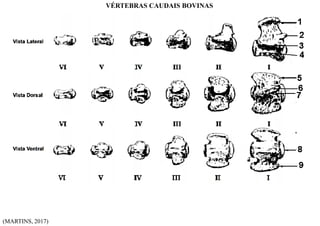 (MARTINS, 2017)
VÉRTEBRAS CAUDAIS BOVINAS
 