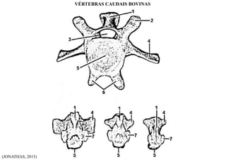 (JONATHAS, 2015)
VÉRTEBRAS CAUDAIS BOVINAS
 