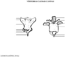 (LIEBICH & KÖNIG, 2016a)
VÉRTEBRAS CAUDAIS CANINAS
 