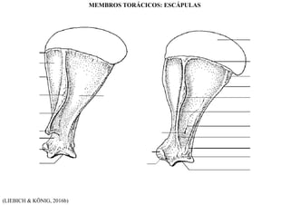 (LIEBICH & KÖNIG, 2016b)
MEMBROS TORÁCICOS: ESCÁPULAS
 