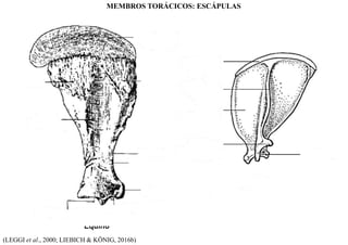 Equino
(LEGGI et al., 2000; LIEBICH & KÖNIG, 2016b)
MEMBROS TORÁCICOS: ESCÁPULAS
 