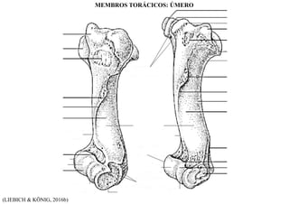 (LIEBICH & KÖNIG, 2016b)
MEMBROS TORÁCICOS: ÚMERO
 