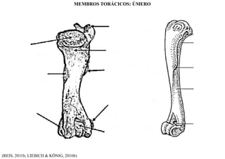 (REIS, 2011b; LIEBICH & KÖNIG, 2016b)
MEMBROS TORÁCICOS: ÚMERO
 