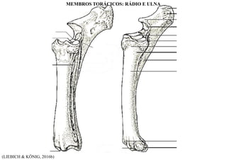 (LIEBICH & KÖNIG, 2016b)
MEMBROS TORÁCICOS: RÁDIO E ULNA
 