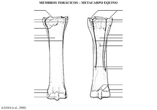 (LEGGI et al., 2000)
MEMBROS TORÁCICOS – METACARPO EQUINO
 