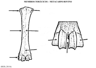 MEMBROS TORÁCICOS – METACARPO BOVINO
(REIS, 2011b)
 