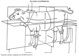 PLANOS ANATÔMICOS
Traduzido, editado e adaptado de COCHRAN (2011)
 