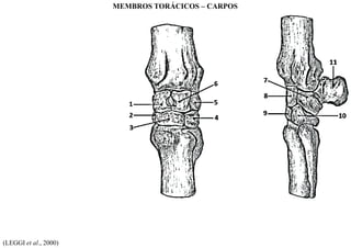 (LEGGI et al., 2000)
MEMBROS TORÁCICOS – CARPOS
 