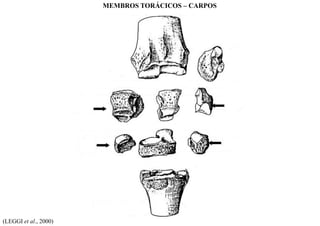 (LEGGI et al., 2000)
MEMBROS TORÁCICOS – CARPOS
 
