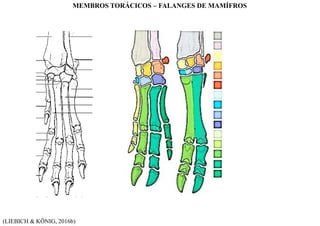 (LIEBICH & KÖNIG, 2016b)
MEMBROS TORÁCICOS – FALANGES DE MAMÍFROS
 
