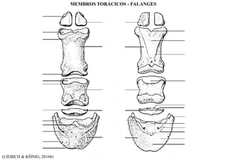 (LIEBICH & KÖNIG, 2016b)
MEMBROS TORÁCICOS - FALANGES
 