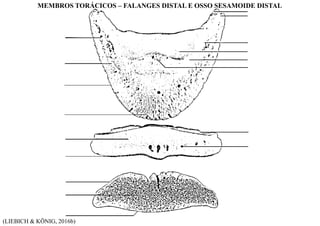 (LIEBICH & KÖNIG, 2016b)
MEMBROS TORÁCICOS – FALANGES DISTAL E OSSO SESAMOIDE DISTAL
 