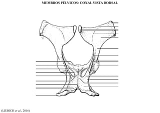 (LIEBICH et al., 2016)
MEMBROS PÉLVICOS: COXAL VISTA DORSAL
 