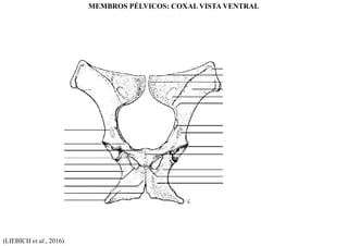 (LIEBICH et al., 2016)
MEMBROS PÉLVICOS: COXAL VISTA VENTRAL
 