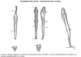 Traduzido, editado e adaptado de COLVILLE & BASSERT (2010), SHARIR et al. (2011), BERARDO (2014), KÖNIG et al.
(2016b) e HERMANSON et al. (2020)
MEMBROS PÉLVICOS – OSSO PENIANO CANINO
 