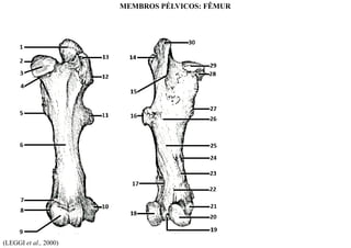 (LEGGI et al., 2000)
MEMBROS PÉLVICOS: FÊMUR
 