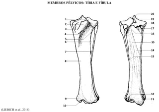 (LIEBICH et al., 2016)
MEMBROS PÉLVICOS: TÍBIA E FÍBULA
 