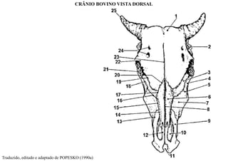 Traduzido, editado e adaptado de POPESKO (1990a)
CRÂNIO BOVINO VISTA DORSAL
 