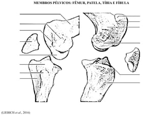 (LIEBICH et al., 2016)
MEMBROS PÉLVICOS: FÊMUR, PATELA, TÍBIA E FÍBULA
 