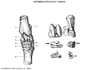 (ZAMMITH, 1946; LEGGI et al., 2000)
MEMBROS PÉLVICOS: TARSOS
 