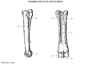(POPESKO, 1990a)
MEMBROS PÉLVICOS: METATARSOS
 