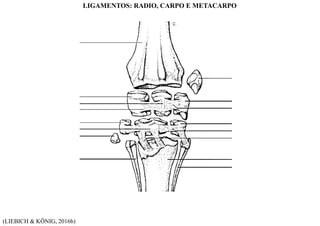 (LIEBICH & KÖNIG, 2016b)
LIGAMENTOS: RADIO, CARPO E METACARPO
 