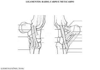 (LIEBICH & KÖNIG, 2016b)
LIGAMENTOS: RADIO, CARPO E METACARPO
 