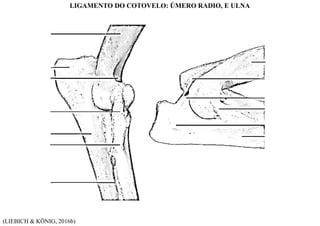 (LIEBICH & KÖNIG, 2016b)
LIGAMENTO DO COTOVELO: ÚMERO RADIO, E ULNA
 