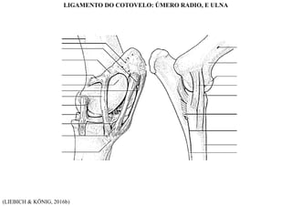 (LIEBICH & KÖNIG, 2016b)
LIGAMENTO DO COTOVELO: ÚMERO RADIO, E ULNA
 