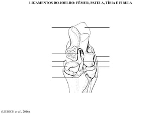 (LIEBICH et al., 2016)
LIGAMENTOS DO JOELHO: FÊMUR, PATELA, TÍBIA E FÍBULA
 