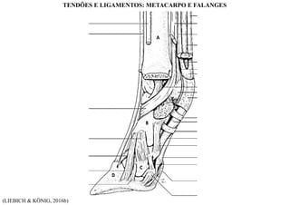 (LIEBICH & KÖNIG, 2016b)
TENDÕES E LIGAMENTOS: METACARPO E FALANGES
 