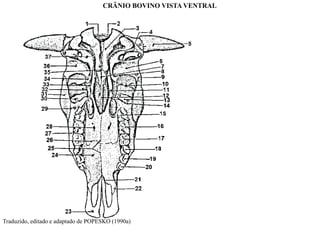 CRÂNIO BOVINO VISTA VENTRAL
Traduzido, editado e adaptado de POPESKO (1990a)
 