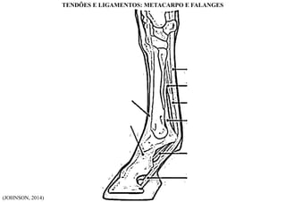 (JOHNSON, 2014)
TENDÕES E LIGAMENTOS: METACARPO E FALANGES
 