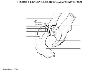 (LIEBICH et al., 2016)
TENDÕES E LIGAMENTOS NAARTICULAÇÃO COXOFEMORAL
 