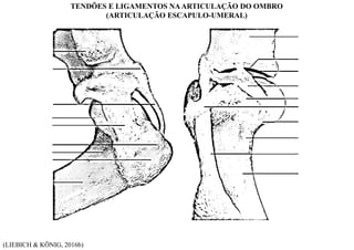 (LIEBICH & KÖNIG, 2016b)
TENDÕES E LIGAMENTOS NAARTICULAÇÃO DO OMBRO
(ARTICULAÇÃO ESCAPULO-UMERAL)
 